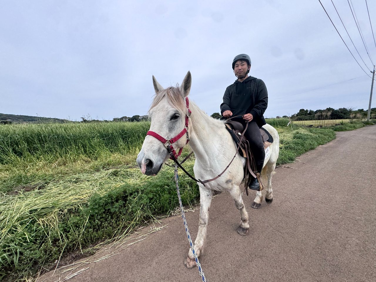 麦畑の横の道を歩く白い馬と乗り手